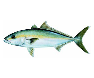 Banded Rubberfish