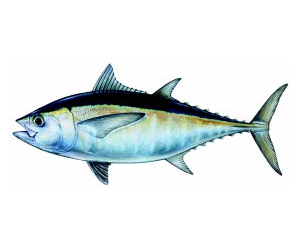 Blackfin Tuna